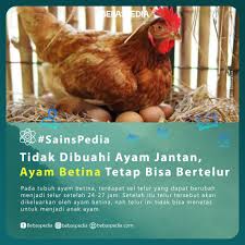 Ada ayam yang bertelur walaupun tidak dibuahi karena panggulnya yang sempit atau anomali lainnya. Forum Edukasi Facebook