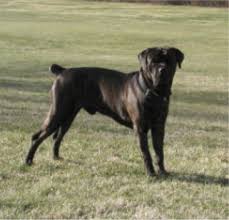 Cane Corso Coalition Ear Cropping For My Dog My Friend