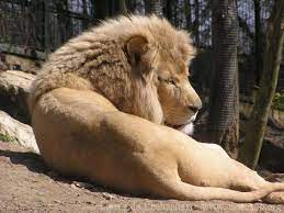 Transvaal Lion Photo Animaliere Galeries De Photos Lion