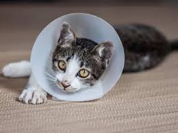 Feste muss man feiern können. Katze Kastrieren Oder Sterilisieren Was Ist Der Unterschied