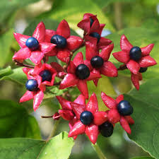 Image result for Clerodendrum melanocrater