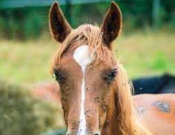Flies Affecting Horses: Buzzing and Biting | Horse Journals