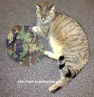 Tchat, Tchatche, Chat Gratuit, Rencontre Chat-Land. Org