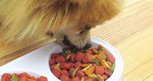 Most Common Food Allergies In Dogs Cesar S Way