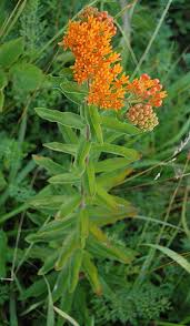 Pin On Herbs
