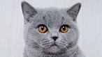 British Shorthair price range. British Shorthair kittens ...
