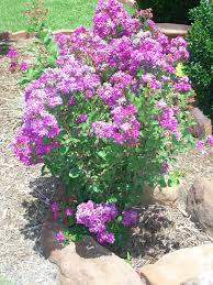 Pin On Flower Bed Ideas