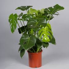 Monstera Deliciosa Persoon Potplanten Gatenplant Monstera Potplanten