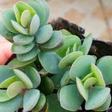 Image result for Kalanchoe rotundifolia