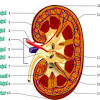 .urinaria sistem urinaria terdiri dari beberapa organ utama, yaitu: 1