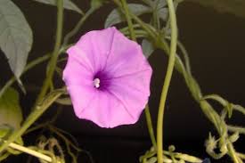 Image result for Ipomoea crassipes