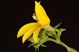 Image result for Monopsis stellarioides