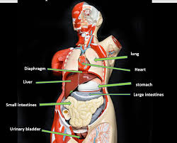 The division into four quadrants allows the localisation of pain and tenderness, scars, lumps, and other items of interest, narrowing in on which organs and tissues may be involved. Ex 1 And 2 Torso Model Organs Body Cavities And Quadrants Flashcards Quizlet