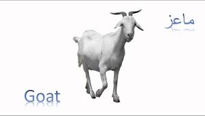 We did not find results for: Goat Ù…Ø§Ø¹Ø² Animals Arabic English Ø³Ù„Ø³Ù„Ø© Ø§Ù„Ø­ÙŠÙˆØ§Ù†Ø§Øª Ø¨Ø§Ù„Ø¹Ø±Ø¨ÙŠØ© ÙˆØ§Ù„Ø§Ù†Ø¬Ù„ÙŠØ²ÙŠØ© Youtube