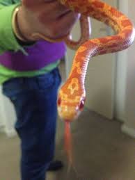 Simon My Beautiful Corn Snake Corn Snake Snake Corn