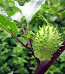 Image result for durman obecný květ