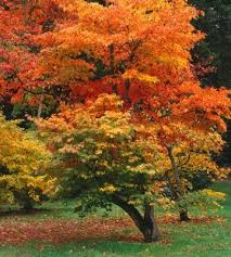 Il appartient à la section palmata de la classification des érables. L Erable Du Japon Conseils De Plantation Et D Entretien Truffaut