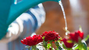 Sehingga banyak yang menyukai metode ini dan berikut ini. Cara Merawat Dan Menanam Bunga Mawar Agar Tumbuh Mekar Dan Segar Rumah Com