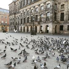 Vanavond bij op1 vertelt ze samen met documentairemaker hans heijnen over haar jeugd en de bijzondere documentaire die woensdag wordt uitgezonden. Geertje Waanders On Twitter Alle Duiven Op De Dam Birds Amsterdam Corona