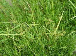 Image result for Cyperus haspan