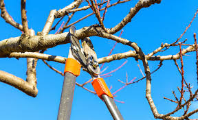 Since 2003, cheapest tree work has been providing prompt and professional tree care services to the wichita area. Tree Trimming Wichita Ks Wichita Tree Trimming Service