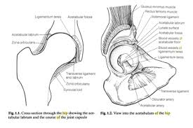 Check spelling or type a new query. Pelvis Anatomy The Institute Of Canine Biology