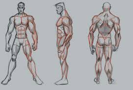 How to draw anime anatomy no timelapse anime drawing 10.09.2020 · anatomy practice anime ish male body working on it. Orasnap Anime Male Anatomy Muscles