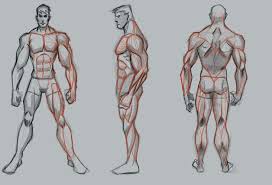 See more ideas about art reference poses, anatomy drawing, drawing reference poses. Orasnap Anime Male Anatomy Muscles