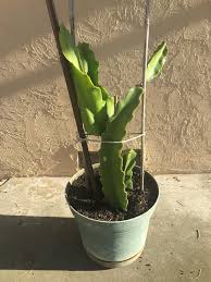 Simply cut a young pad from the cactus and. Any Tips On How To Grow Dragon Fruits Zone 10a Gardening Garden Diy Home Flowers Ros How To Grow Dragon Fruit Dragon Fruit Garden Dragon Fruit Varieties