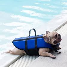 How To Help A Dog Lose Weight Mud Bay