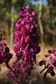 Image result for Ochna cinnabarina