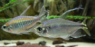 Dorsal and ventral caudal fin lobes with pigment stripe arranged more or less vertically across posterior third of fin (ref. Afrikanische Salmler Wikipedia