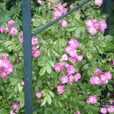 'blue star' blooms far earlier in the season and stays much shorter than common asters, plus it won't spread where it isn't wanted. Rosa Perennial Blue
