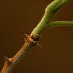 Image result for Harrisonia