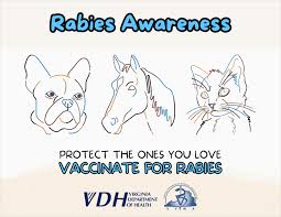 Image result for Rabies