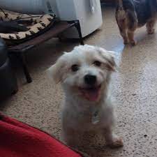 Dog breeders from all over california use puppyfind to successfully find new, loving homes for their precious puppies. Get Your Pet Fixed Free Or Fix Yourself Up With A Pet Fix Long Beach S Next Clinic Takes Place Saturday Long Beach Post News