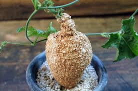 Image result for Coccinia mildbraedii