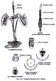 Image result for Araceae