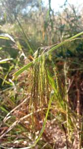 Image result for Euclasta