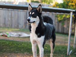 Siberian Husky Border Collie Mix Border Collie Mix Puppies Border Collie Husky Mix Border Collie Mix