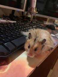 Although the average lifespan is 2 to 2.5 years, there are several factors that may influence how long a hamster will live. Live Jim Davis On Twitter Introducing Zibanejad Zibby For Short He Is A Long Haired Syrian Hamster Named After Mikazibanejad Keeping With The Tradition Of Giroux And Burnzie And He S