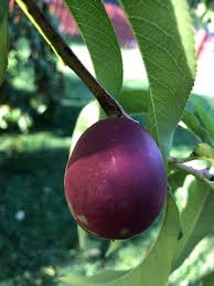 Click on image to view plant details. Fruit Tree Identification Help General Fruit Growing Growing Fruit