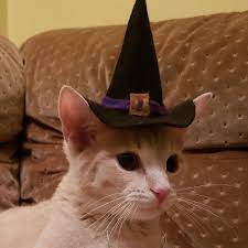 Witch Hat Cat Kitten Halloween Costume Etsy Kitten Halloween Costumes Hats For Cats Witch Cat