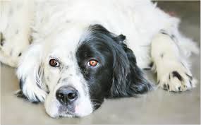 Find over 100+ of the best free dogs images. 1000 Amazing Dog Images Download Free Photos Visualhunt
