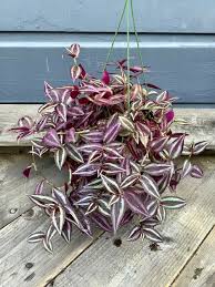 Image result for Asplenium buettneri