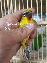 It is found in the indian subcontinent and southeast asia. Ud Jalak Suren Klaten Burung Burung Cantik Binatang