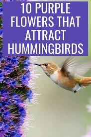 Sign up to get free shipping. 10 Purple Flowers That Attract Hummingbirds