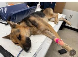 Rest in Peace, Kai The shelter didn't have a name for him when we found him—things  were urgent, so we named him Kai. God only knows what this poor dog  endured—the pain