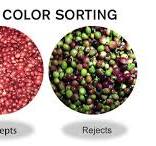 Optical Coffee Cherry Sorting Machine Manufacturers
