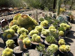Do you own any of the cactus that you saw? Tucson Az Plant Nurseries